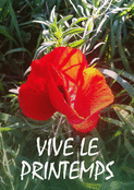 Fleur rouge et lumi&egrave;re du printemps